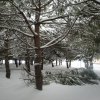 la grande nevicata del febbraio 2012 031
